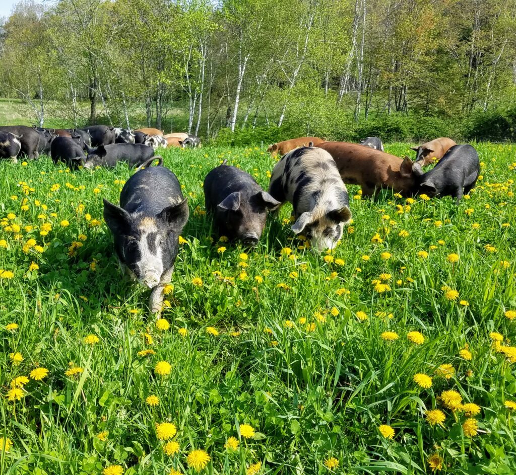 Singing Pastures pigs in field