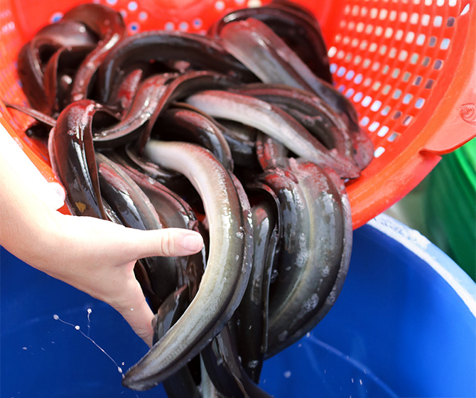 American Unagi Eels