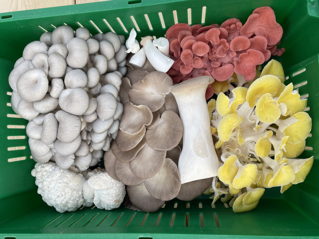 Selection of Northspore mushrooms in basket
