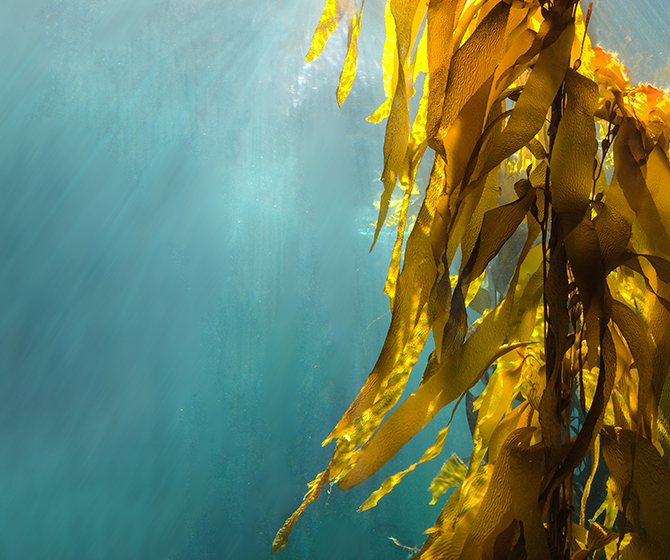 Bigelow Laboratory for Ocean Sciences Featured Image