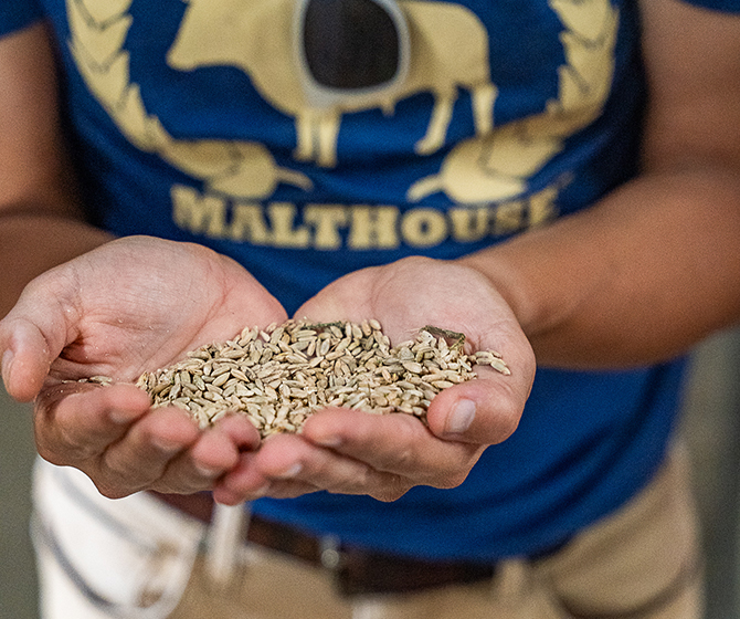 Blue Ox hands full of grain