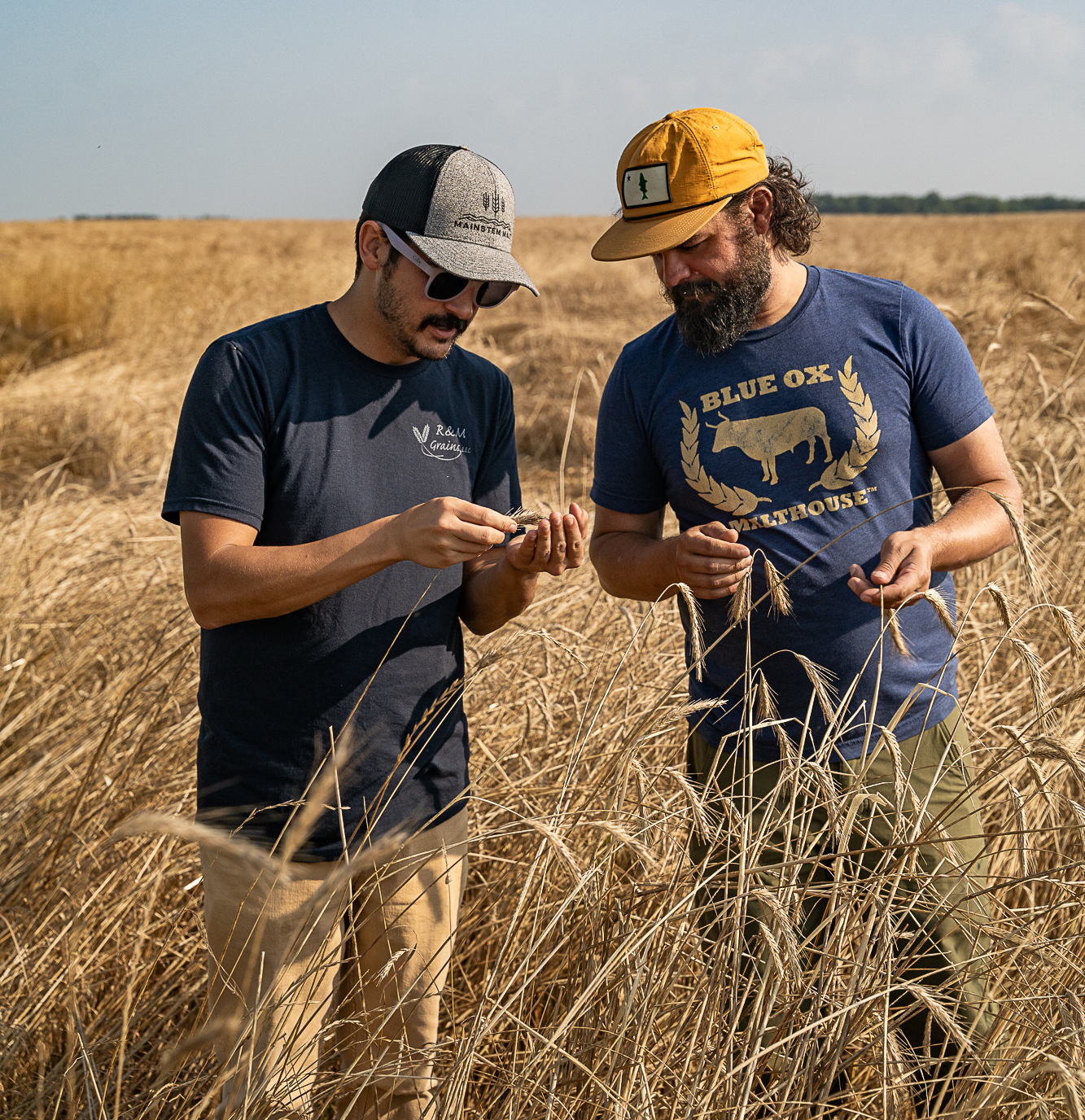 Blue Ox - Two men inspecting wheat in field