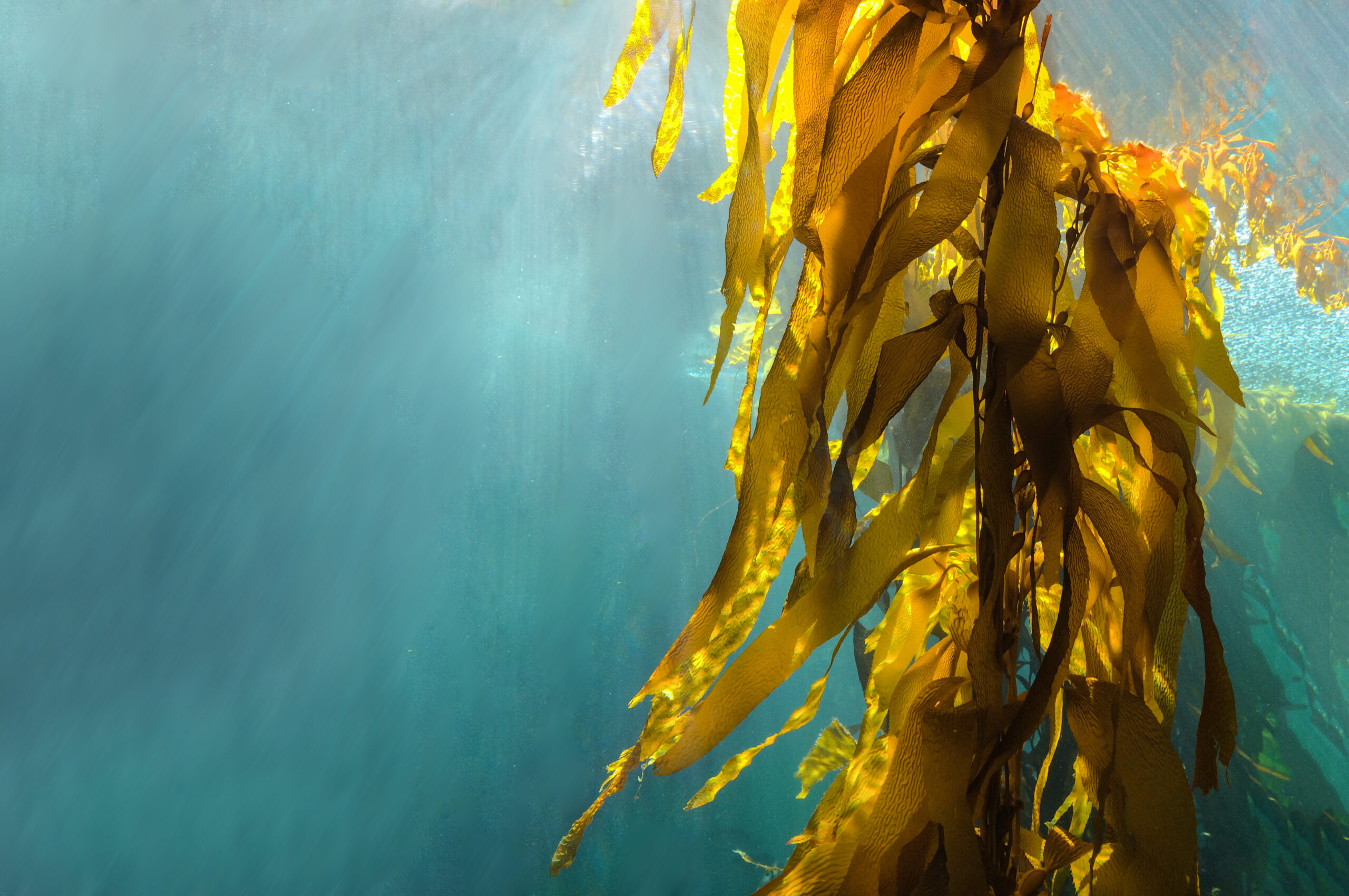 Underwater Kelp Forest