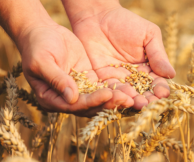 Maine Grain Alliance, hands full of wheat grain