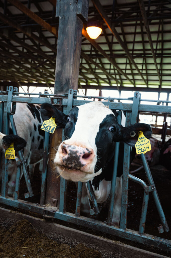 Peaks Renewables cow