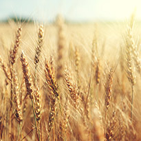 Maine Grain Alliance