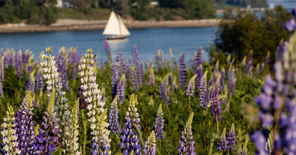 May in Maine