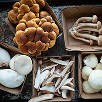 MousamValleyMushrooms