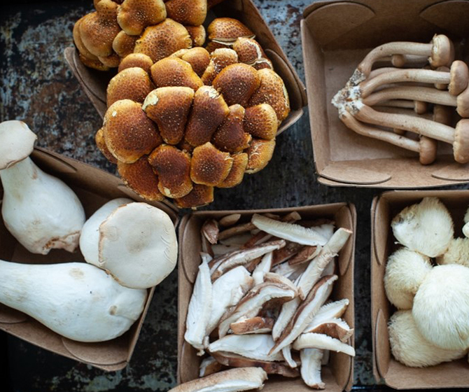 Selection of Mousam Valley Mushrooms