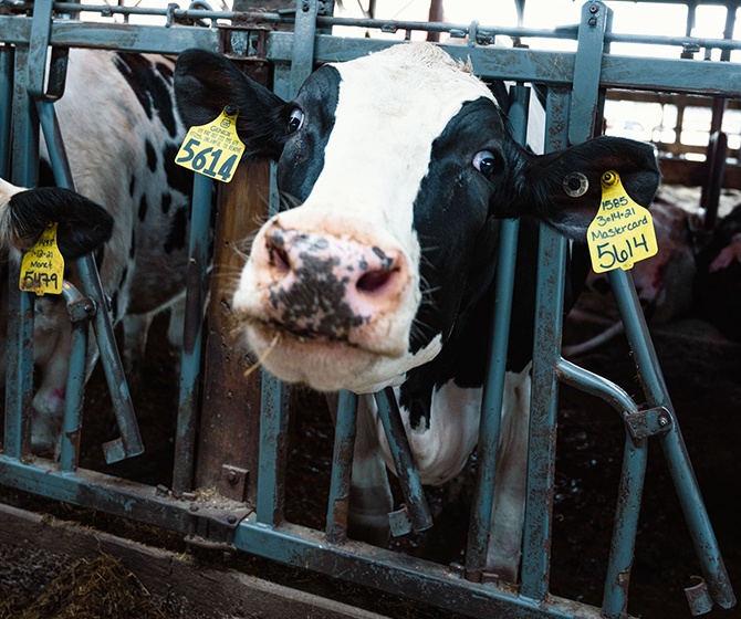 Peaks Renewables Cow