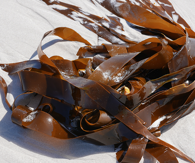 Springtide Seaweed close up
