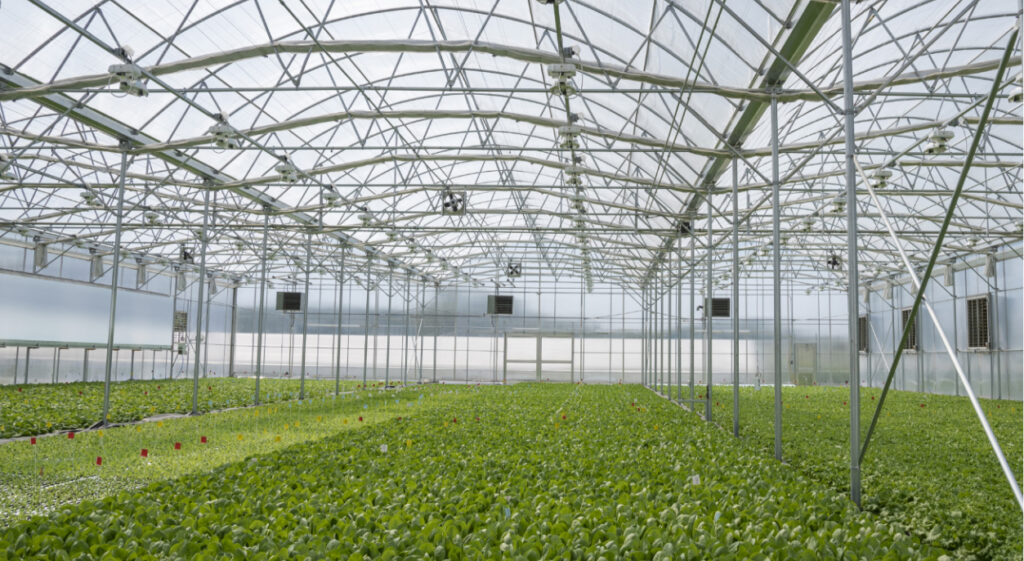 Inside Springworks Farm greenhouse