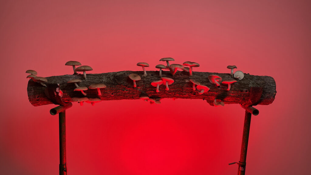 Studio photo of shiitake log with mushrooms growing off it