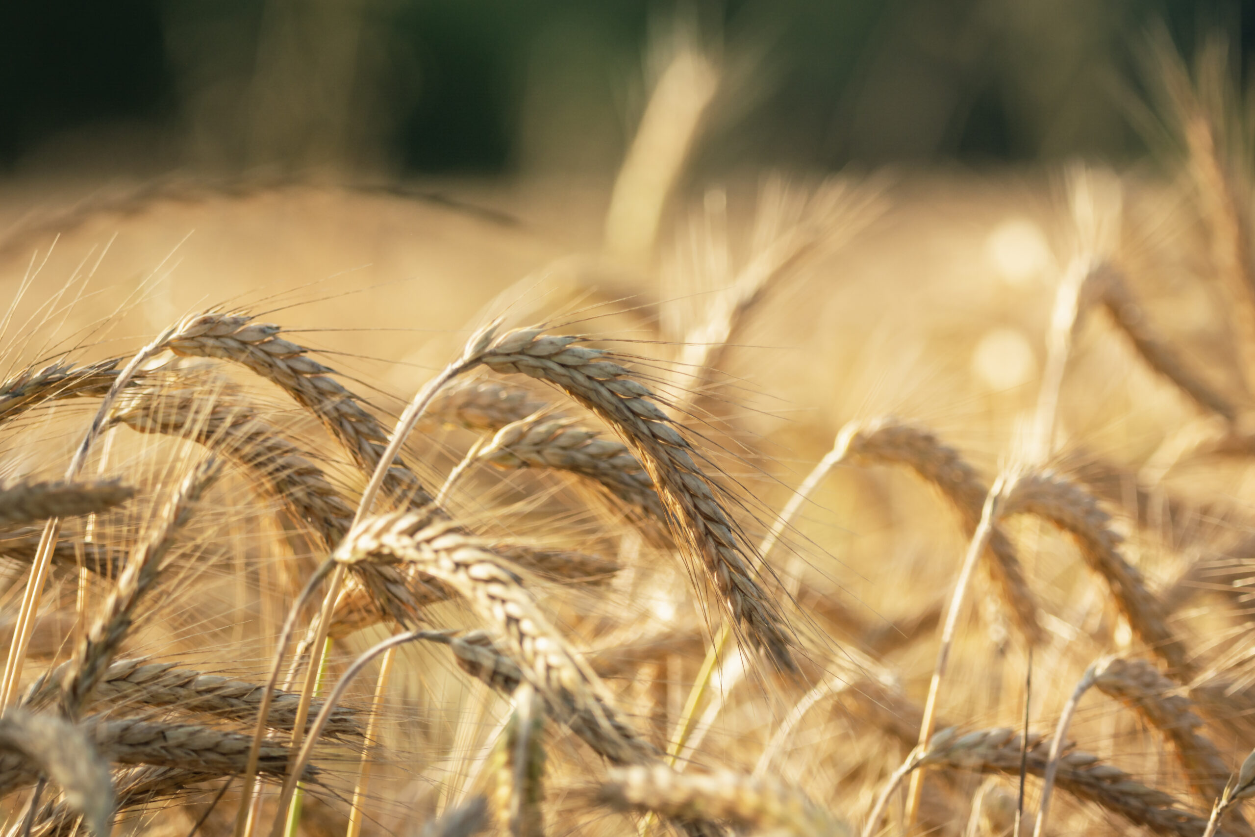 Wheat field
