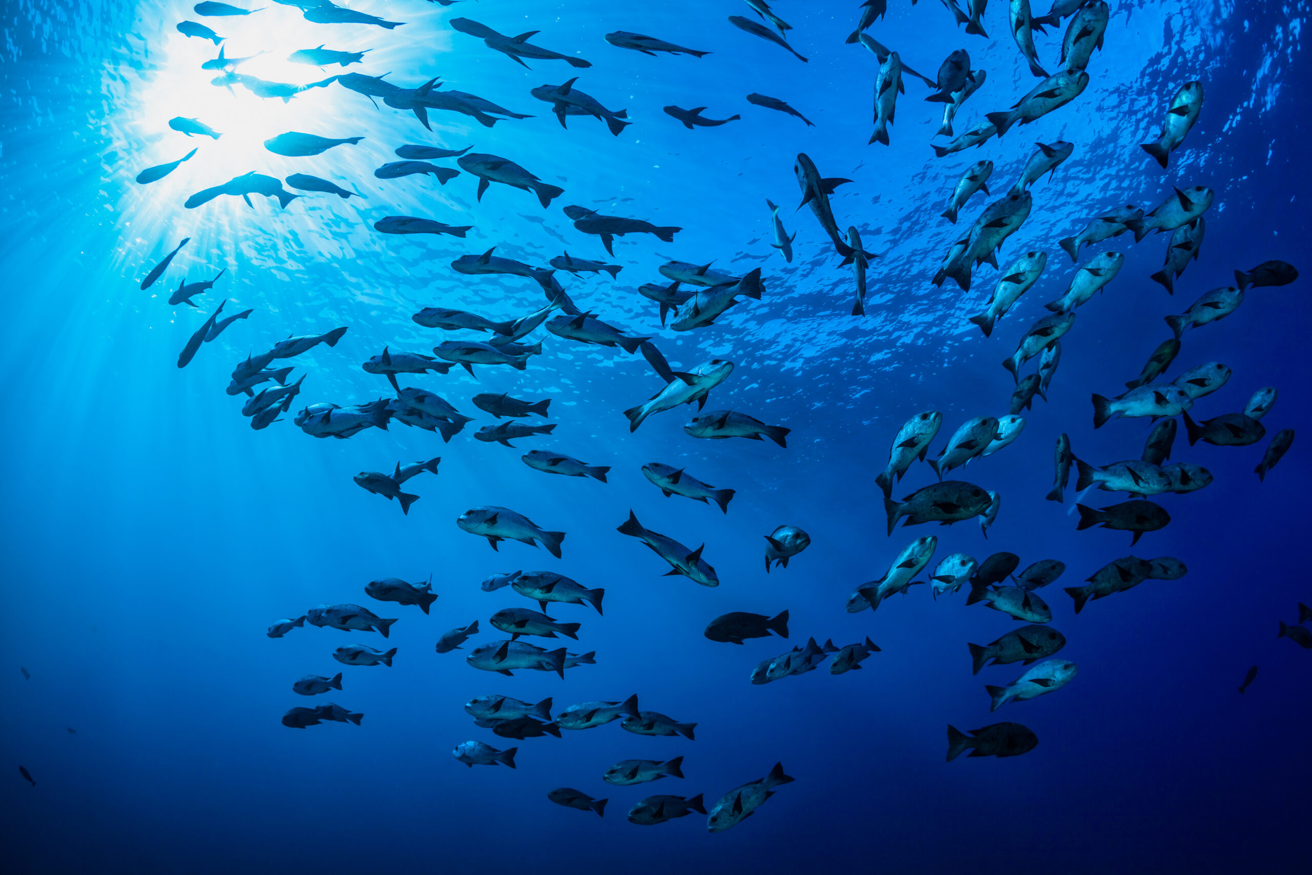 Fish in Water - Kennebec River Biosciences Quote Image