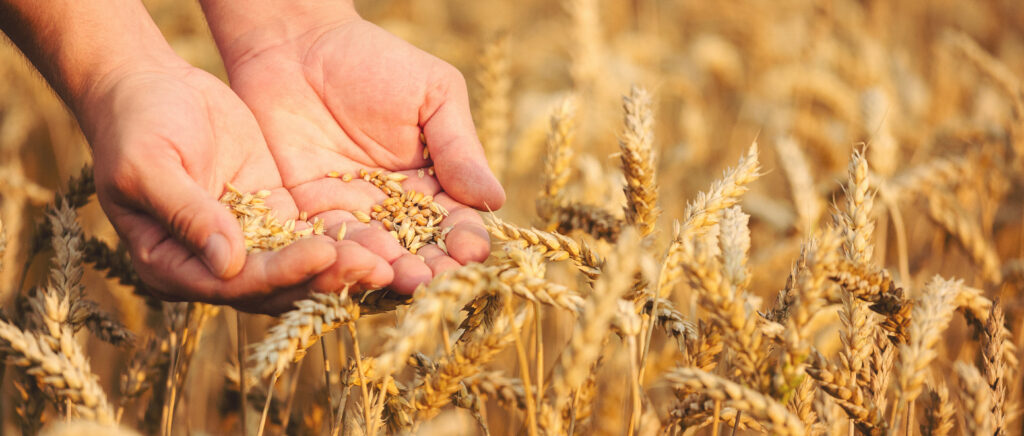 Hands of grain in wheat field