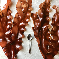Springtide seaweed